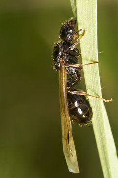 Harvester Ant (Messor Barbarus)