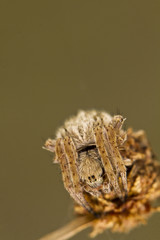 spider on attack position