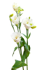 Naklejka na ściany i meble beautiful spring flowers isolated on white