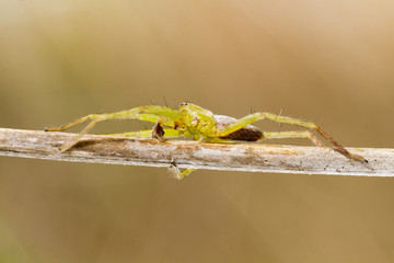 Green huntsman spider (Micrommata virescens)