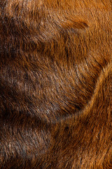 close up of anglo nubian sheep wool background texture