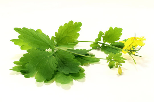 Sch&ouml;llkraut