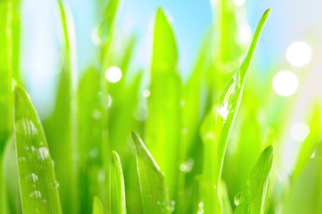 Fototapeta na wymiar świeże mokrej trawie w słońcu promieni, zbliżenie