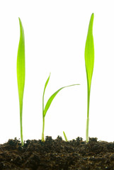 isolated plants