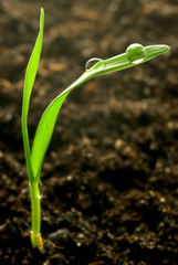 fresh young grass