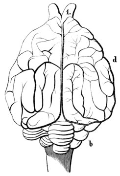 An old engraving of the brain domestic dog