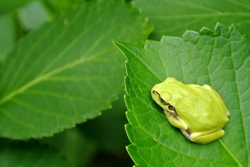 アジサイとアマガエル