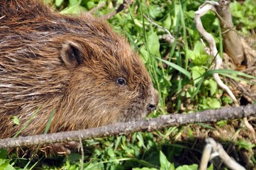 Biber im Steinachgrund