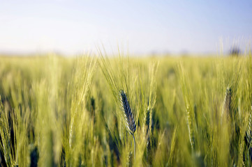 Primo piano al Grano