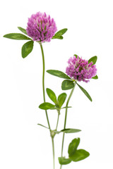 Rotklee (Trifolium pratense) stehend vor weißem Hintergrund - 41541940