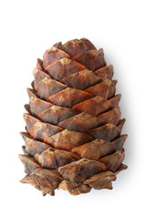 Cone of Siberian cedar (pine)