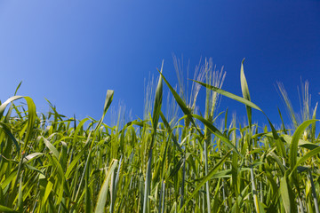 View of a Typical Tuscany Landscape in Spring time