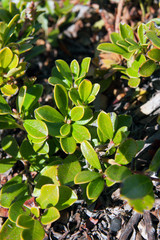 Uva Ursi Herb Leafs In Its Habitat