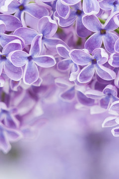 Blooming lilac flowers