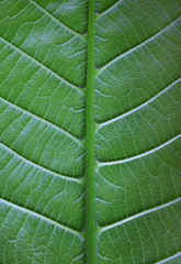 Leaf texture