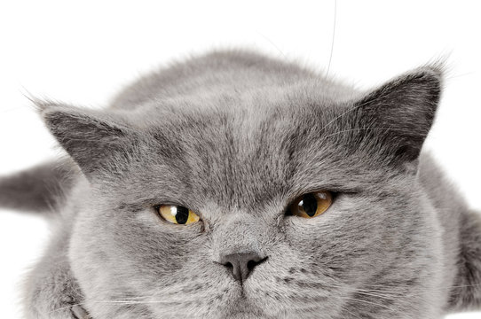 Closeup photo of a quiet British cat