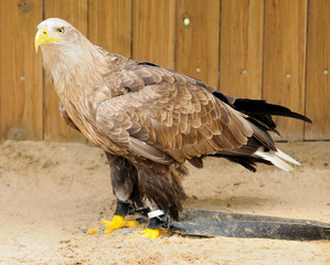 Golden Eagle