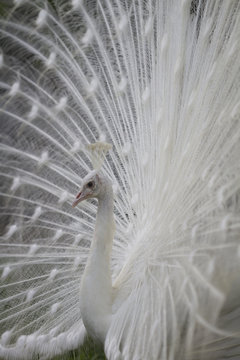 white peacock walking with feathers outstretched