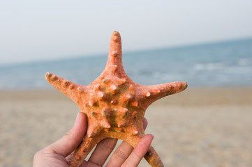 starfish