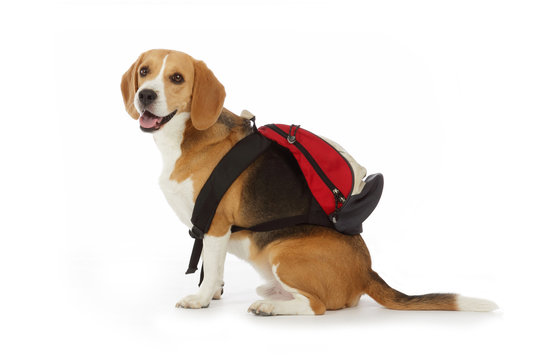chien beagle avec cartable