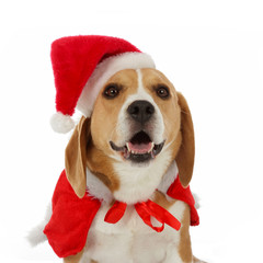 chien beagle en père noël
