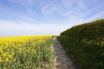canola field with hedgerow