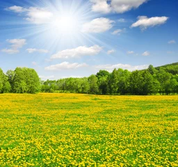 Gordijnen Lente landschap in het nationale park Sumava - Tsjechië © vencav