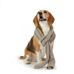 chien beagle avec écharpe