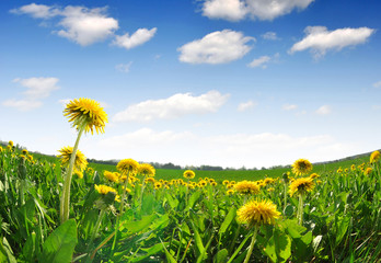 dandelions in the meadow - fisheye shot