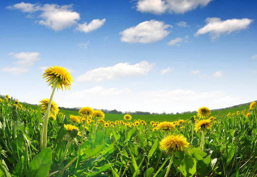 dandelions in the meadow - fisheye shot