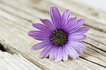 Kapkörbchenblüte