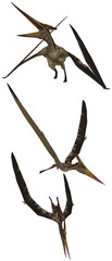 Pteranodon © s.gatterwe