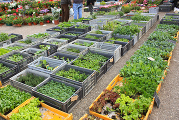 Market day of seeds