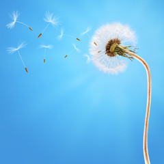 Dandelion on the long stem and on the blue sky