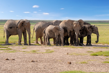 A group of savanna elephants with their babies is stay on the sa