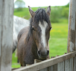 Fototapeta premium Horse