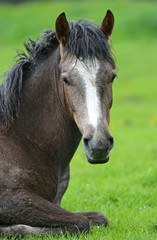 Obraz premium Horse