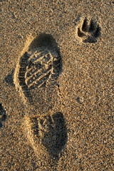 Human and dog footprint in sea sand