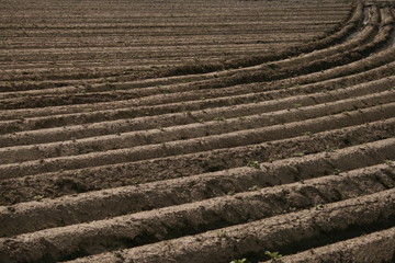 field with potato plants