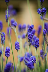 Fototapeta premium lavender flowers