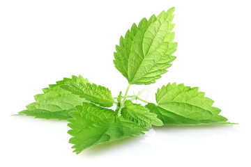 green leaves of nettle isolated on white background