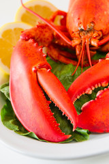 Lobster meal in a white plate