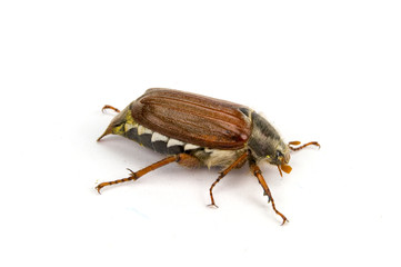 Obraz premium Maikäfer