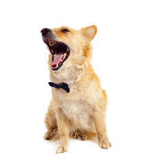 Obraz premium Cane cantante