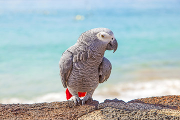 beautiful parrot sitting on a wall at the beach promenade