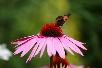Echinacea flower