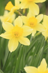 Obraz premium Yellow flowers narcissus