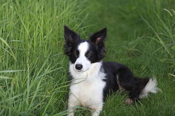 Border Collie in Nahaufnahme