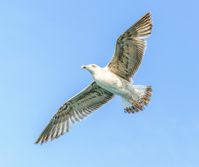 Seagull