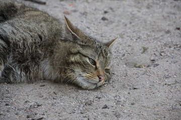 Wildkatze in Nahaufnahme